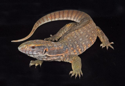Капский варан WC (Varanus exanthematicus), S